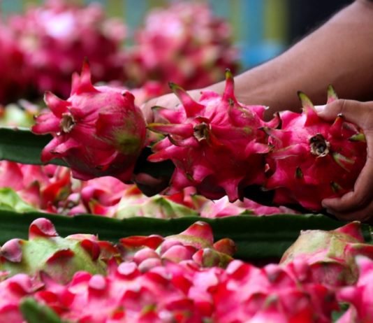 Dari Banyuwangi ke Pasar Lebih Luas, Petani Buah Naga Naik Kelas Berkat Program Klasterku Hidupku BRI