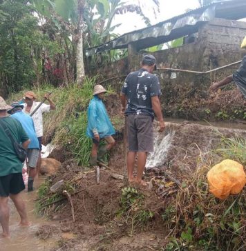 Empat Daerah Irigasi di Tabanan Jebol, 200 Hektare Sawah Terancam