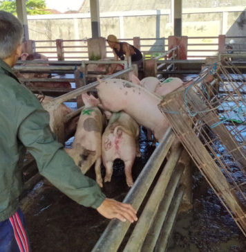 GUPBI Bali Minta Pemerintah Subsidi Harga Vaksin ASF untuk Peternak Babi