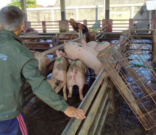 GUPBI Bali Minta Pemerintah Subsidi Harga Vaksin ASF untuk Peternak Babi