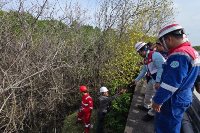 Matinya Ratusan Mangrove Di Beno Diduga Akibat Pipa BBM Bocor, Ini Respons Pertamina 3