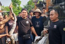 Musim Hujan, Damkar Gianyar Evakuasi Ular di Sukawati