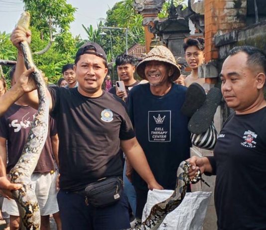 Musim Hujan, Damkar Gianyar Evakuasi Ular di Sukawati