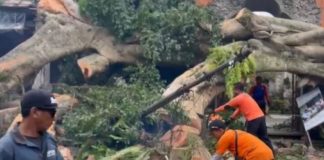 Beringin Ratusan Tahun Tumbang di Puri Kantor Ubud, Ini Daftar Kerusakannya