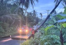 Pohon Kelapa Timpa Kabel PLN di Banjarangkan. Arus Lalu Lintas Tersendat