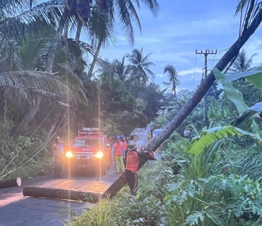 Pohon Kelapa Timpa Kabel PLN di Banjarangkan. Arus Lalu Lintas Tersendat