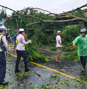 Pohon Timpa Rumah dan Palinggih di Mengwi, Dua Orang Cedera