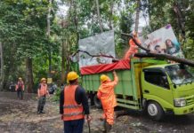 Pohon Timpa Truk di Jalan Utama Amlapura-Denpasar, Sempat Picu Kemacetan Panjang