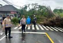 Pohon Tua Rawan Tumbang Bahayakan Pengguna Jalan, Polisi Lakukan Pendataan