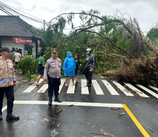 Pohon Tua Rawan Tumbang Bahayakan Pengguna Jalan, Polisi Lakukan Pendataan
