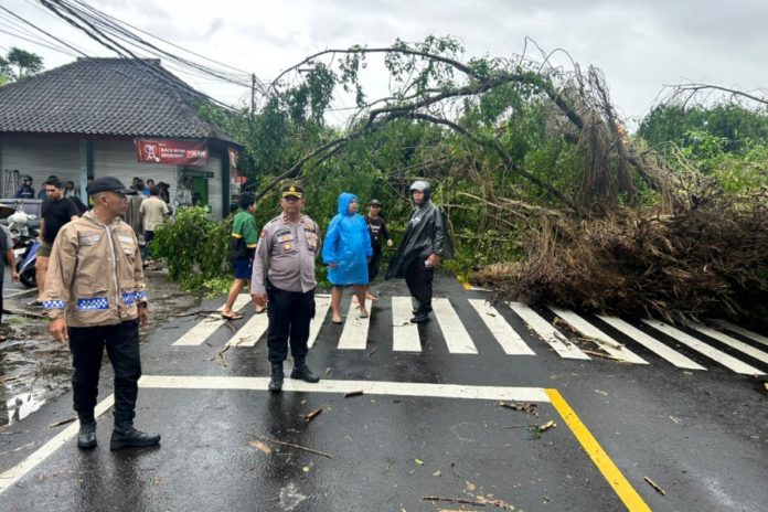 Pohon Tua Rawan Tumbang Bahayakan Pengguna Jalan, Polisi Lakukan Pendataan 1