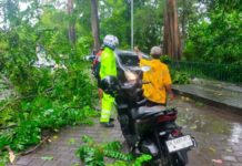 Pohon Tumbang di Depan Setra Kesiman, Lalin Sempat Tersendat