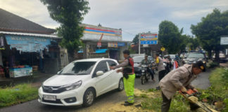 Polsek Gianyar Evakuasi Pohon Tumbang di Desa Sidan, Jalur Gianyar-Bangli Kembali Lancar