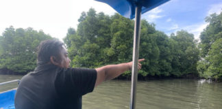 Ratusan Mangrove Mati Mendadak di Benoa, Nyoman Parta Minta Penegakan Hukum Turun Tangan