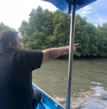 Ratusan Mangrove Mati Mendadak di Benoa, Nyoman Parta Minta Penegakan Hukum Turun Tangan