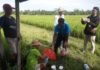 Satu Hektare Sawah di Subak Nyanglan Diserang Tikus