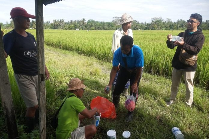 Satu Hektare Sawah Di Subak Nyanglan Diserang Tikus 1