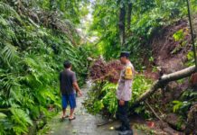Sejumlah Lokasi di Abiansemal Dilanda Longsor dan Pohon Tumbang
