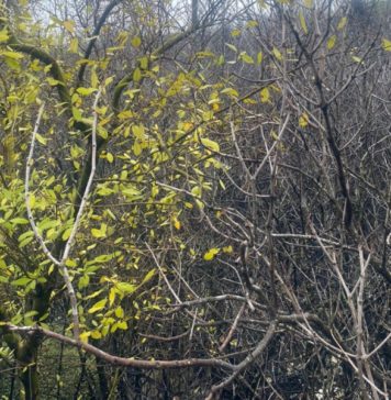 Soal Mangrove Mati, BEM Unud Desak Investigasi Independen