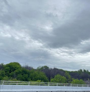 Soal Matinya Ratusan Mangrove di Benoa, Ini Kata DKLH Bali