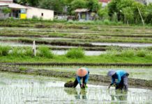 Tidak Baik untuk Bercocok Tanam, Berikut Ala Ayuning Dewasa 16 Februari 2026