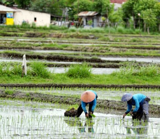 Tidak Baik untuk Bercocok Tanam, Berikut Ala Ayuning Dewasa 16 Februari 2026