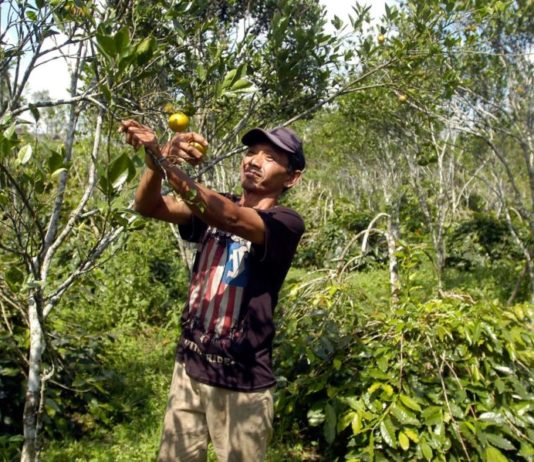 Tidak Baik untuk Memetik Buah-buahan, Berikut Ala Ayuning Dewasa 6 Februari 2026