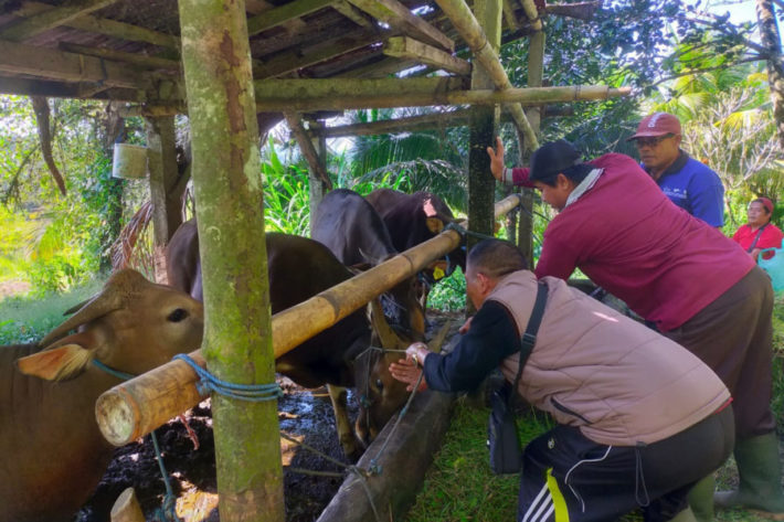 Usai Vaksinasi Darurat Rabies, Tabanan Fokus Kejar Vaksinasi PMK Sapi ...