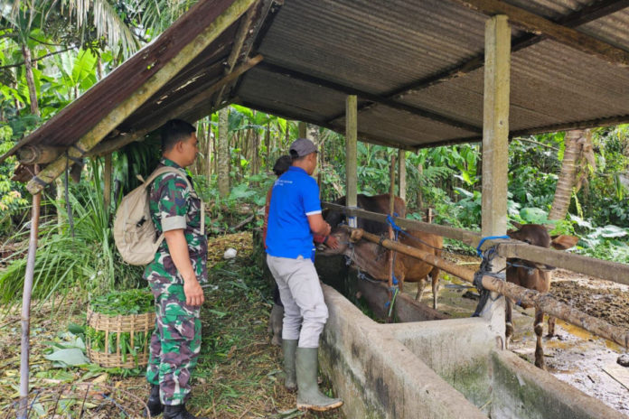 150 Ekor Sapi Di Banjar Selasih Divaksinasi PMK 1