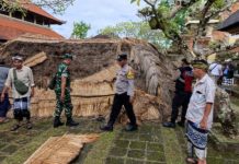 Angin Kencang Landa Ubud, Bale Gong Pura Desa lan Puseh Nyuh Kuning Ambruk