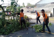 BPBD Tabanan Perlu Sky Lift, Penanganan Pohon Tumbang Masih Berisiko