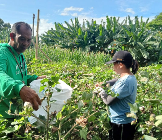 Buleleng Uji Coba Budidaya Kapas, Perkuat Rantai UMKM Endek dan Songket