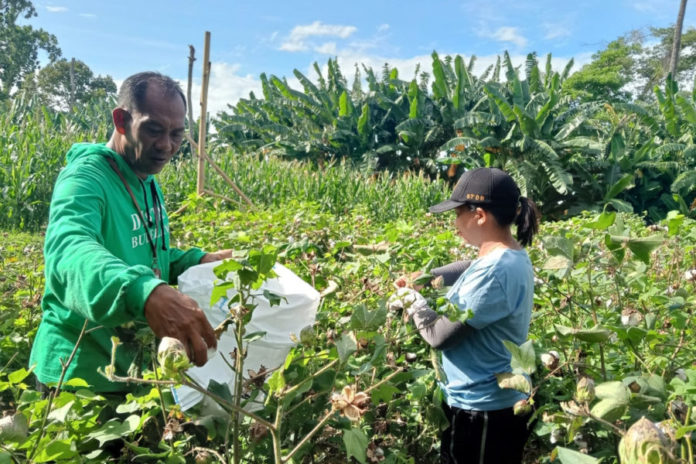 Buleleng Uji Coba Budidaya Kapas, Perkuat Rantai UMKM Endek Dan Songket 1