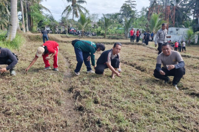 Dukung Ketahanan Pangan, Personel Polsek Gianyar Tanam Jagung Di Desa Bakbakan 1