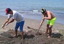 Lumba-lumba Terdampar di Pantai Perancak, Langsung Dikubur Relawan