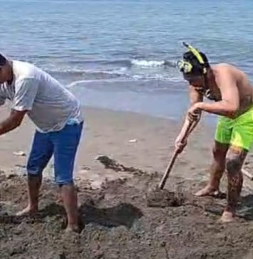 Lumba-lumba Terdampar di Pantai Perancak, Langsung Dikubur Relawan