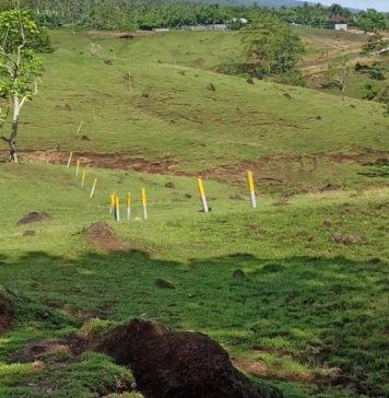 Penlok Tol Kedaluwarsa, Muncul Skema Baru Hapus Seksi Gilimanuk-Pekutatan