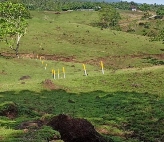 Penlok Tol Kedaluwarsa, Muncul Skema Baru Hapus Seksi Gilimanuk-Pekutatan