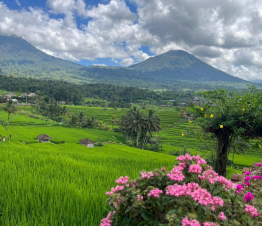 Petani Jatiluwih Gelar Nyepi Sawah, Wisata Tetap Jalan Namun Terbatas