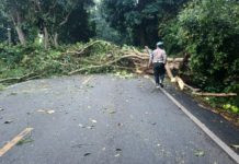 Pohon Tumbang di Melaya, Jalur Gilimanuk–Denpasar Sempat Lumpuh