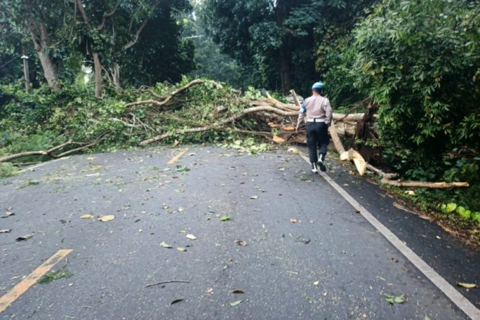 Pohon Tumbang Di Melaya, Jalur Gilimanuk–Denpasar Sempat Lumpuh 1