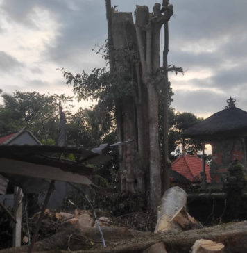 Terseret Tali hingga Terjatuh Saat Tebang Pohon di Pura, Pria Jatim Meninggal