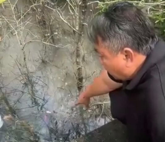 Tumpahan Solar Kembali Ditemukan, Kematian Mangrove Benoa Terancam Meluas