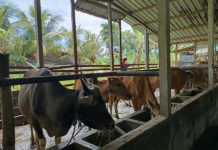 Vaksinasi PMK Belum Tuntas, Tabanan Alihkan Fokus ke Rabies