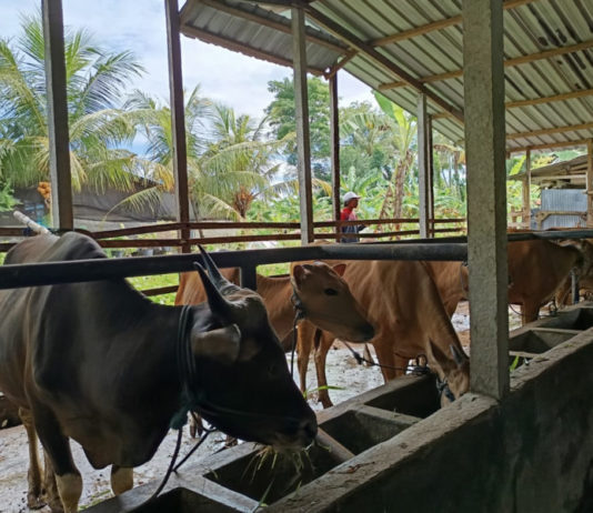 Vaksinasi PMK Belum Tuntas, Tabanan Alihkan Fokus ke Rabies