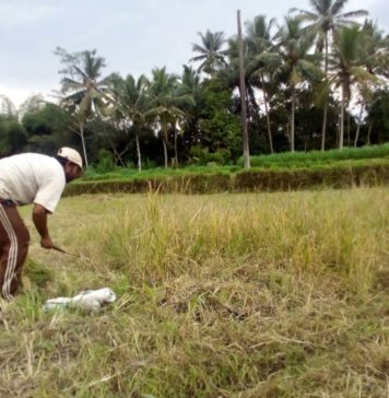 1.737 Hektare Sawah di Bangli Diusulkan jadi LP2B