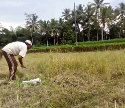 1.737 Hektare Sawah di Bangli Diusulkan jadi LP2B