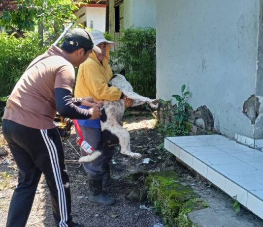 Angka Gigitan HPR Masih Tinggi, Dinas Gebyar Vaksinasi
