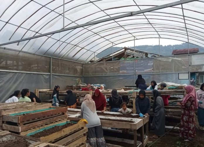 Bersinergi Dengan UMi BRI, Perempuan Nasabah PNM Mekaar Kembangkan Pupuk Kascing 1