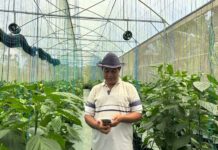 Didukung Permodalan BRI, Petani Paprika Organik Asal Bangli Mampu Tembus Pasar Premium